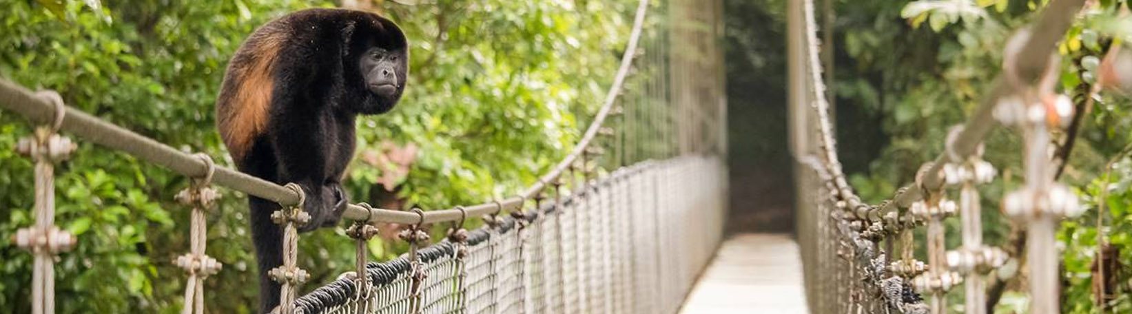 Arenal Hanging Bridges + La Fortuna Waterfall Hike Tour 5