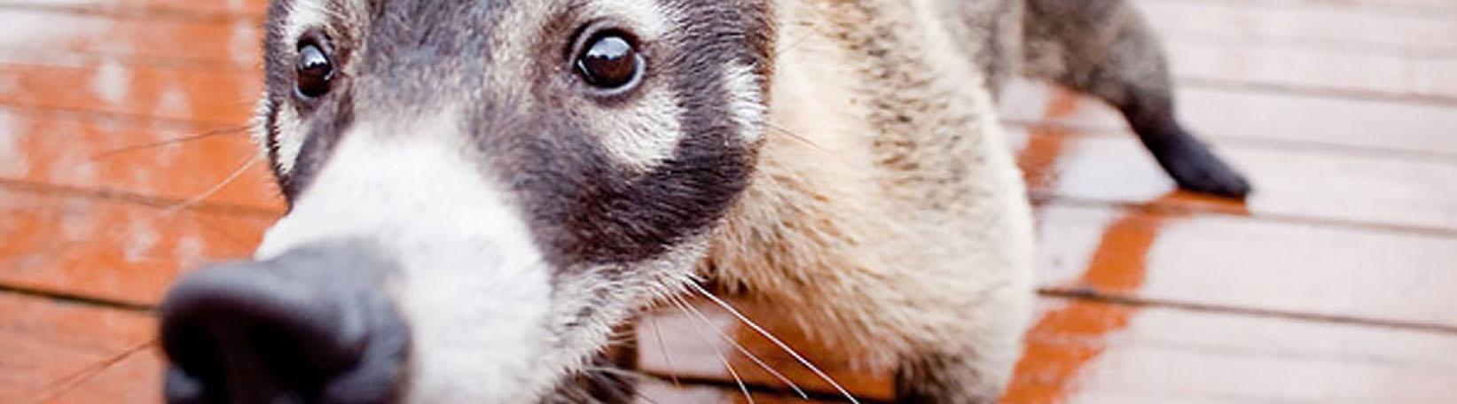 Arenal Observatory Volcano Tour Tour 6