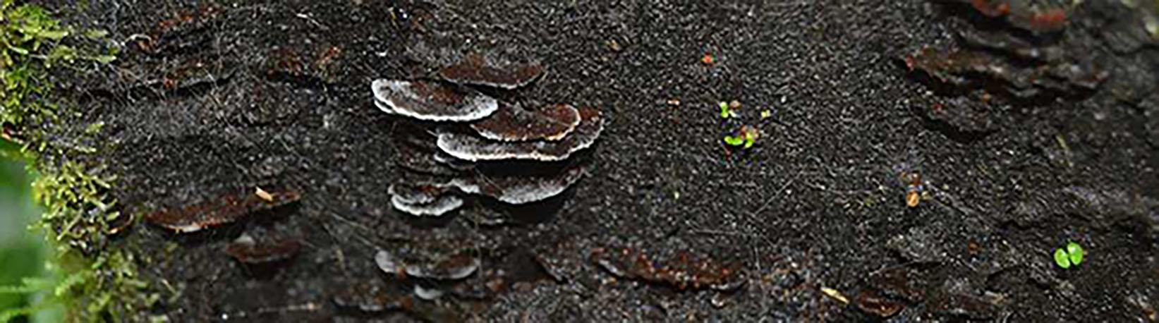 Arenal Volcano Hike Arenal 1968 Trail + Hot Springs (Optional) Tour 8