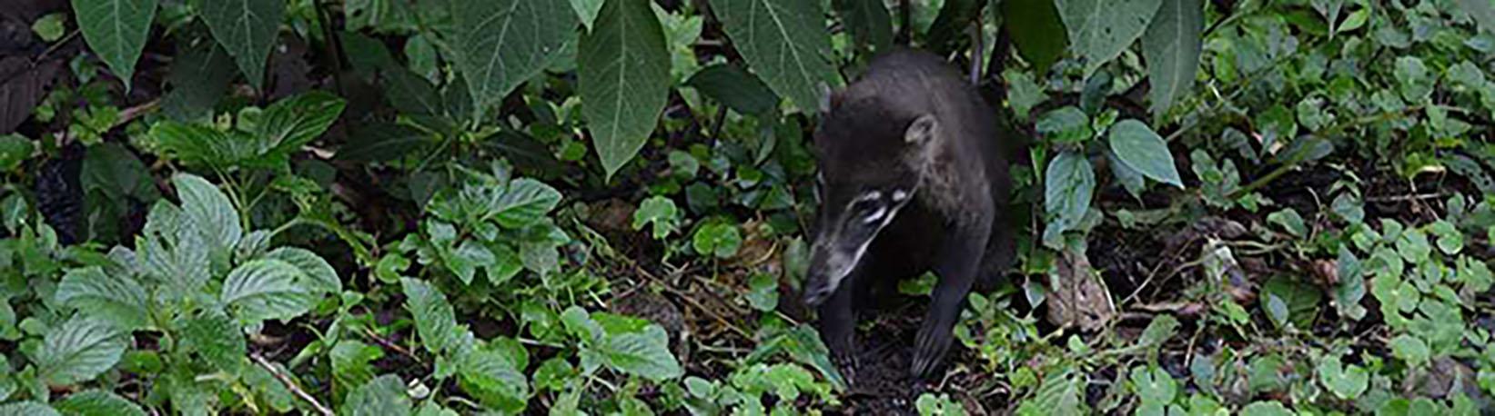 Arenal Volcano Hike + Hot Springs (Optional) Tour 1