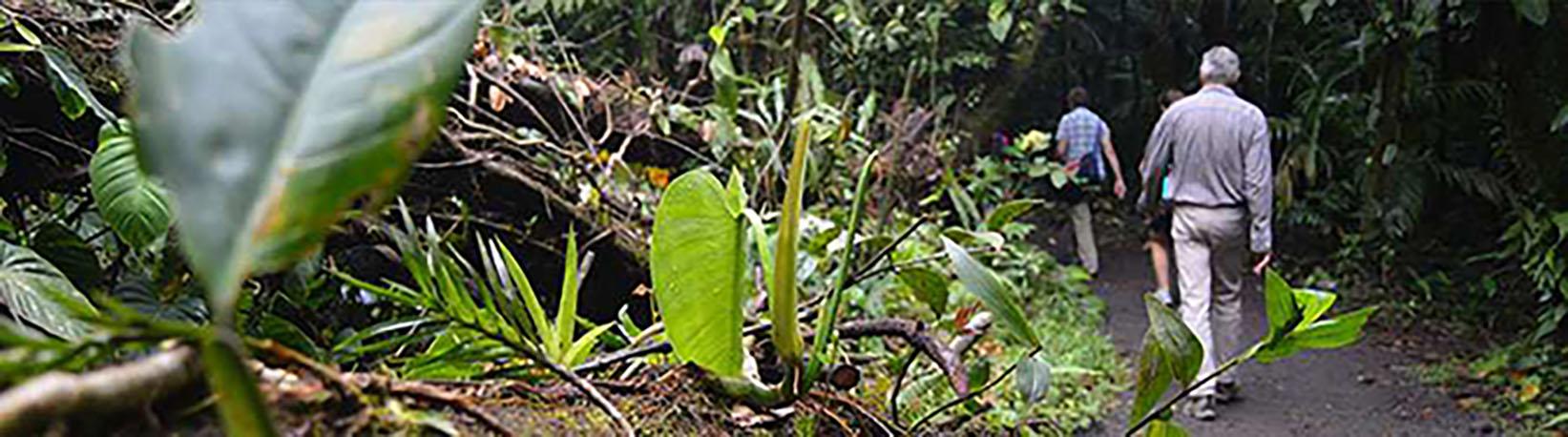 Arenal Volcano Hike + Hot Springs (Optional) Tour 2