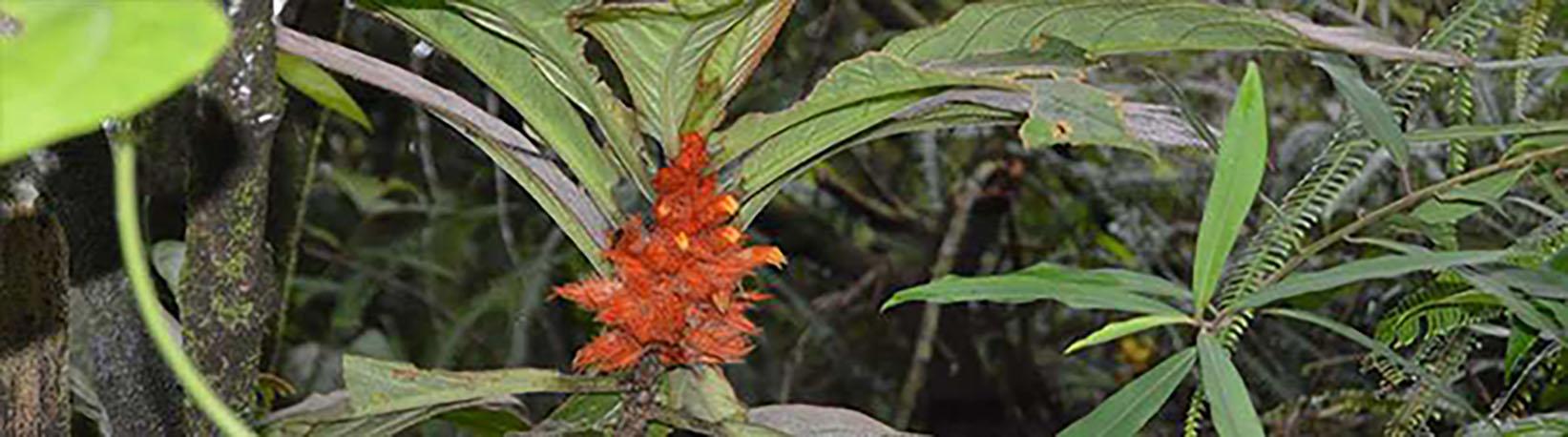 Arenal Volcano Hike + Hot Springs (Optional) Tour 7