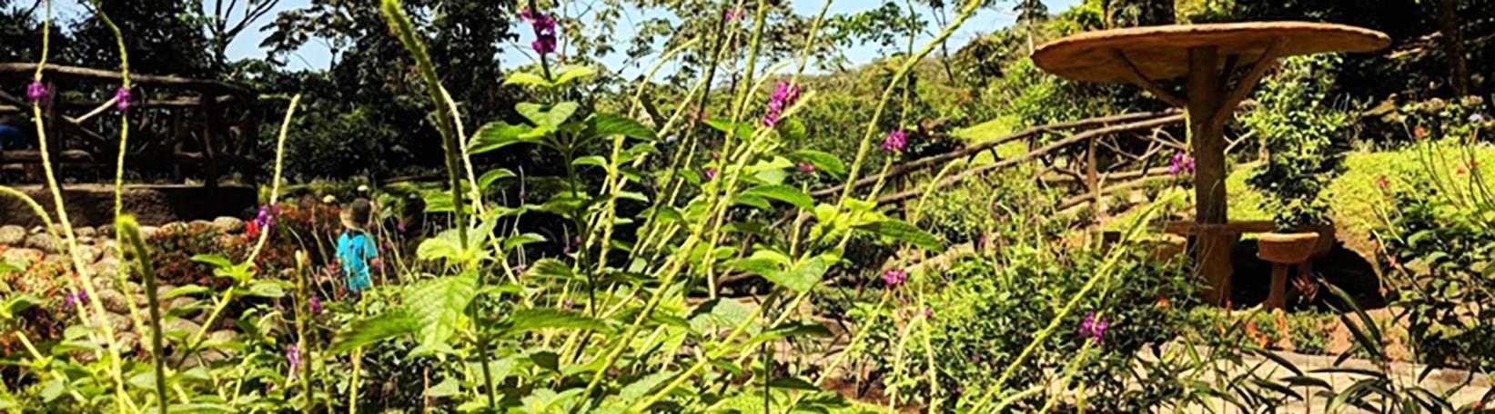 Balsa River Rafting + Arenal Hanging Bridges Combo Tour Tour 8