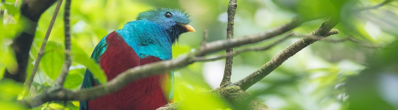 Bird Watching Mistico Hanging Bridges Tour 1