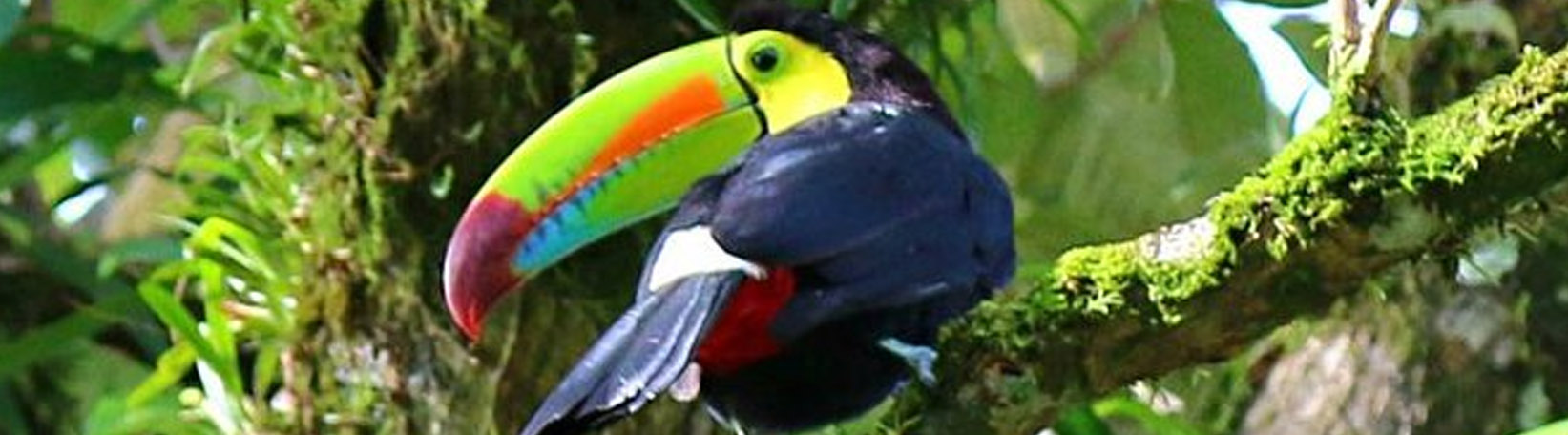 Bird Watching Mistico Hanging Bridges Tour 2