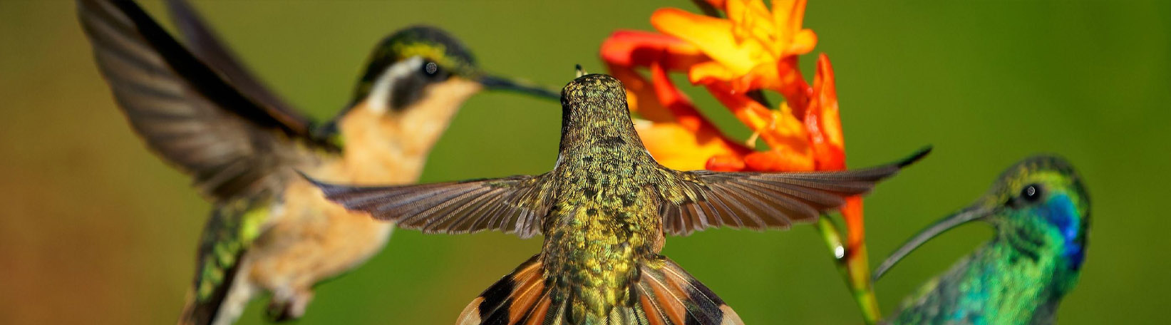 Bird Watching Mistico Hanging Bridges Tour 3