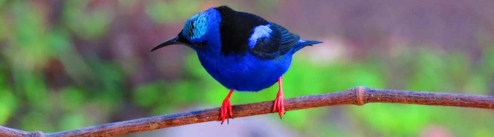 Bird Watching Mistico Hanging Bridges Tour 4
