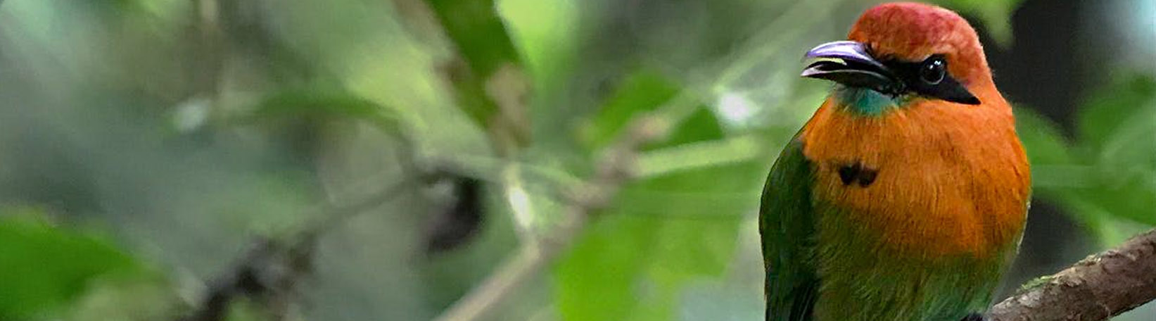 Bird Watching Mistico Hanging Bridges Tour 6