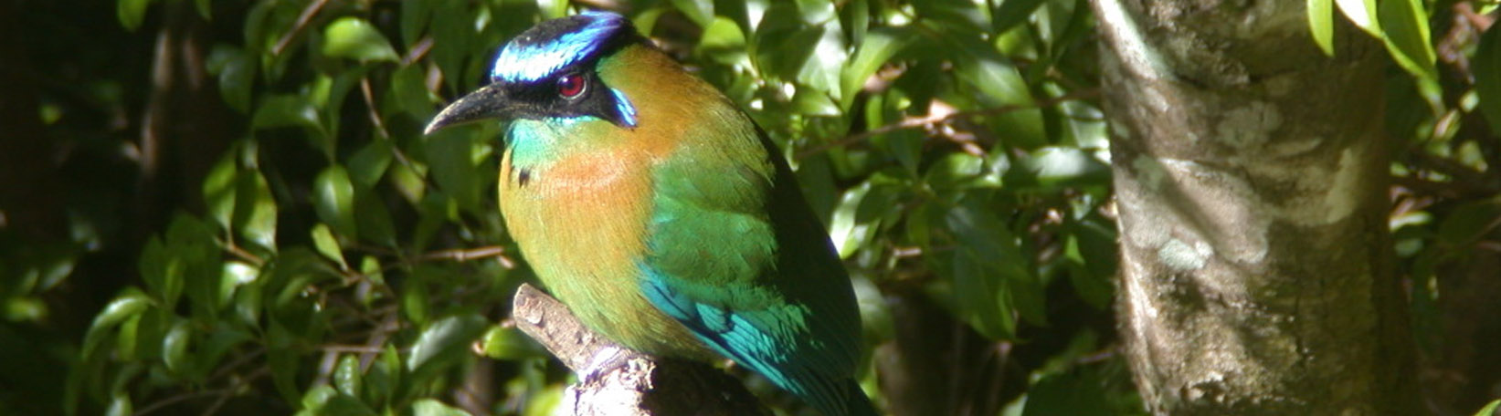 Bird Watching Mistico Hanging Bridges Tour 7