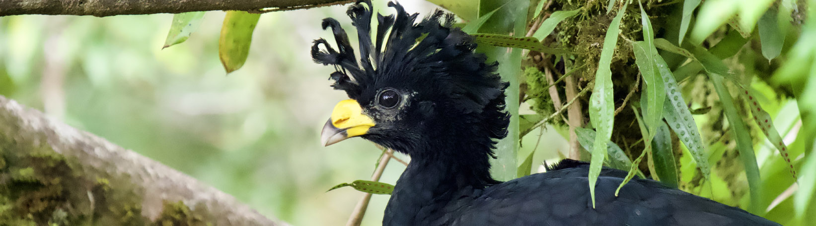Bird Watching Mistico Hanging Bridges Tour 8