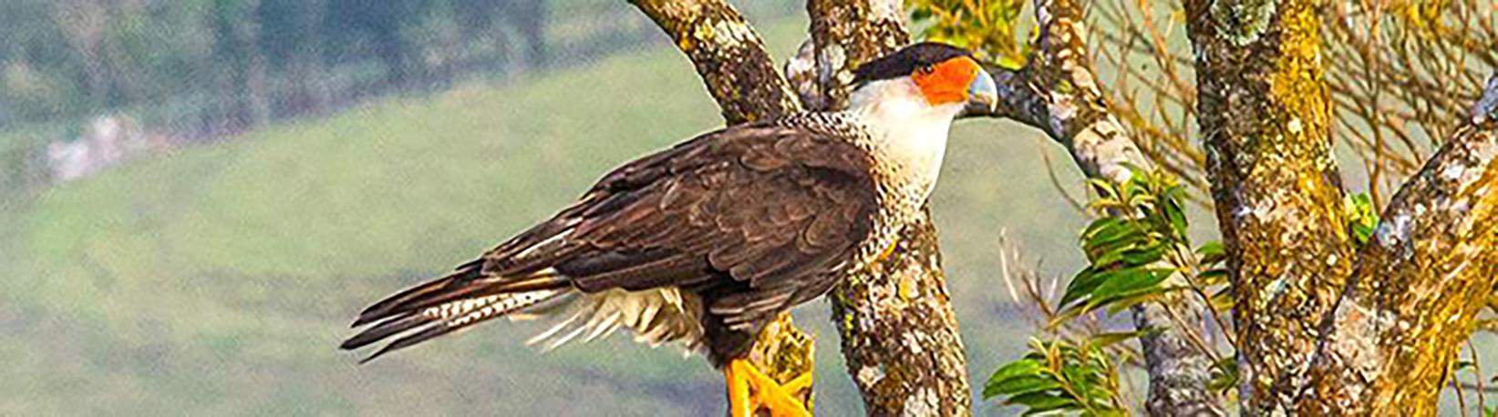 Birdwatching Near Arenal Volcano Tour 1