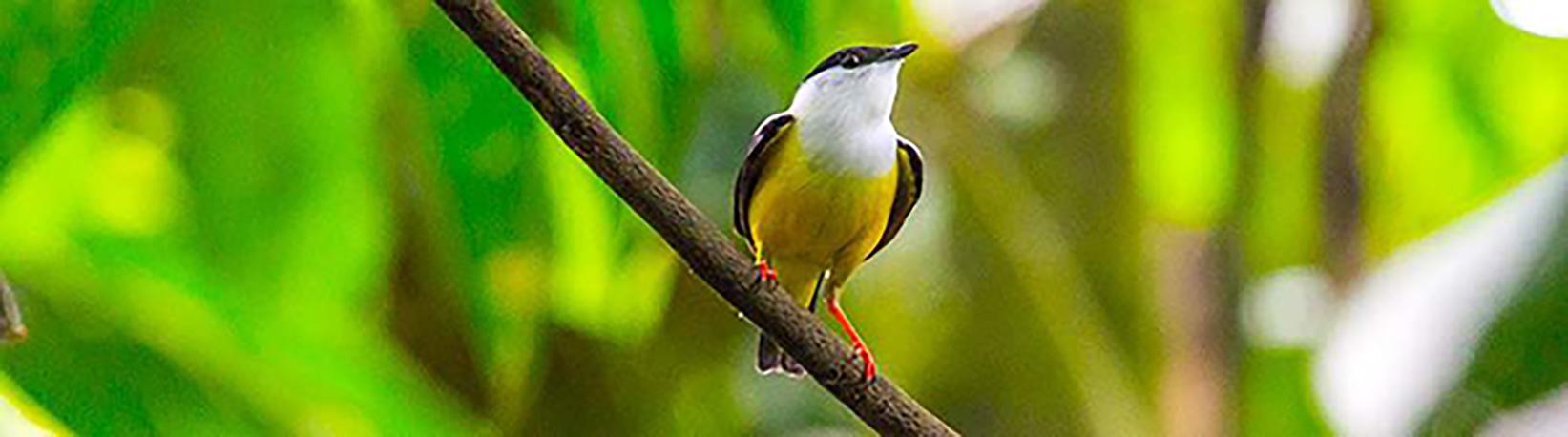 Birdwatching Near Arenal Volcano Tour 2