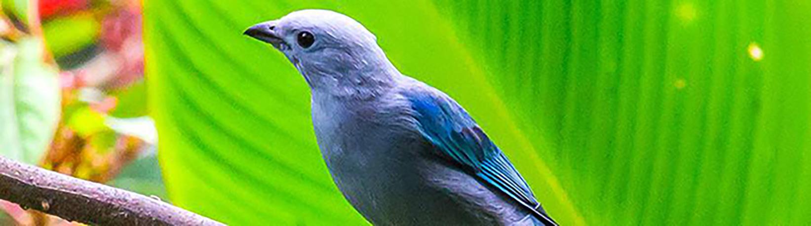 Birdwatching Near Arenal Volcano Tour 4