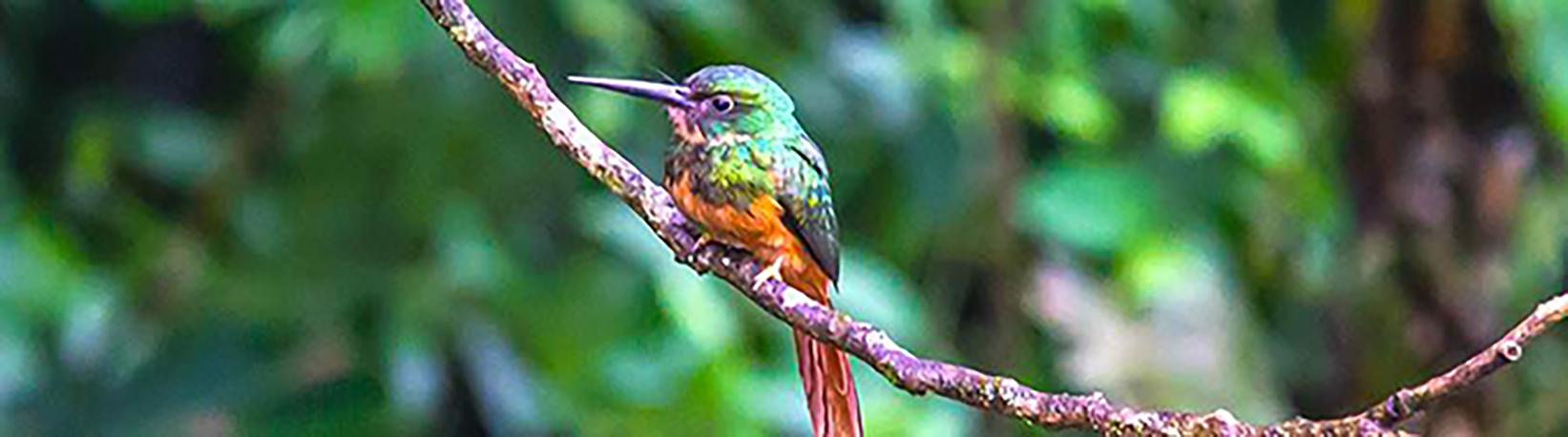 Birdwatching Near Arenal Volcano Tour 5