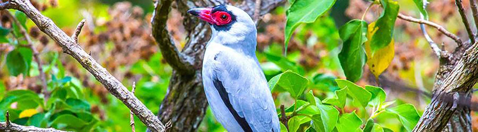 Birdwatching Near Arenal Volcano Tour 6