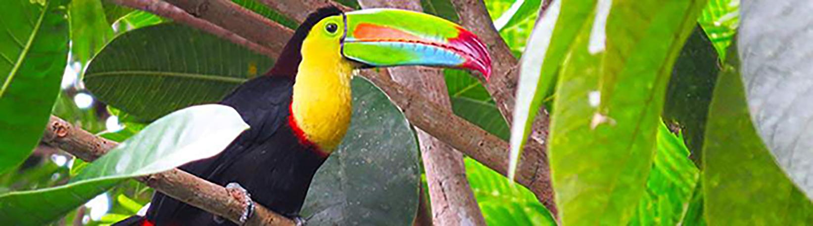 Birdwatching Near Arenal Volcano Tour 7