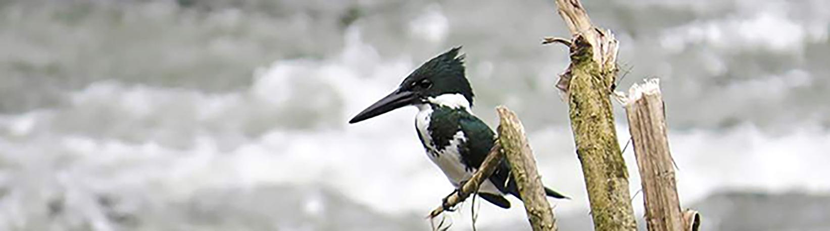 Birdwatching Near Arenal Volcano Tour 8