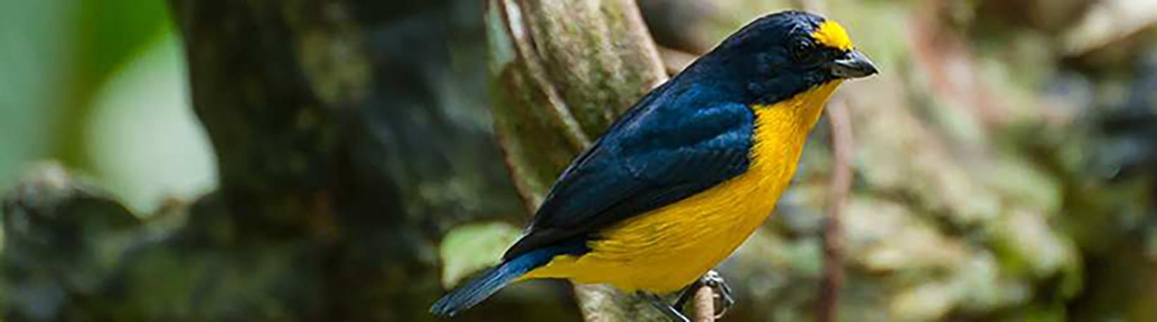 Butterfly Garden at Danaus Eco-Center Tour 2