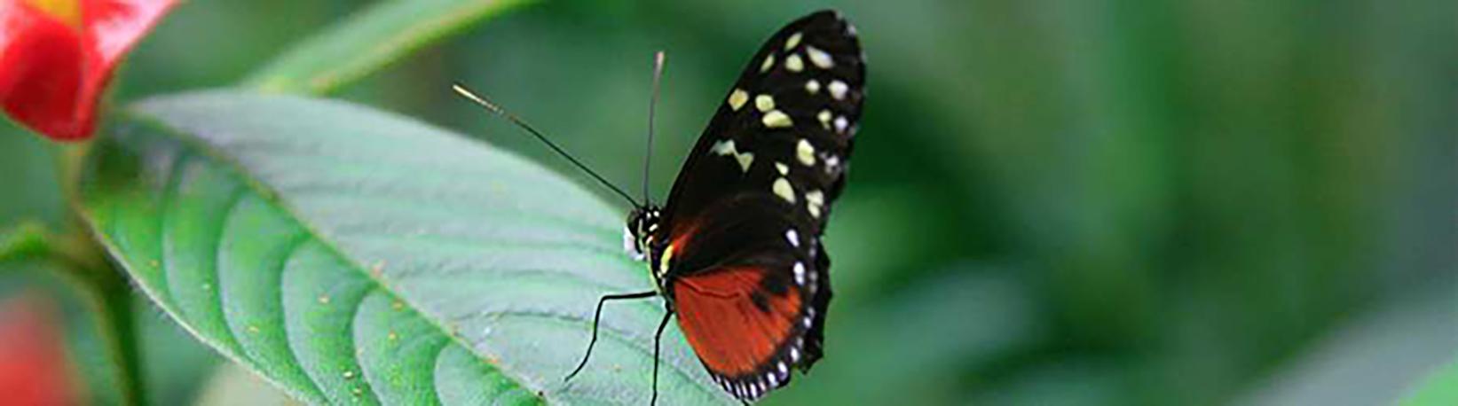 Butterfly Garden at Danaus Eco-Center Tour 6