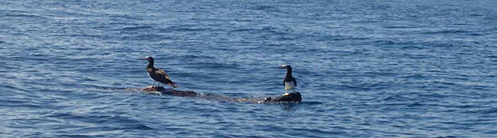 Caño Island Biological Reserve Snorkel Tour 2