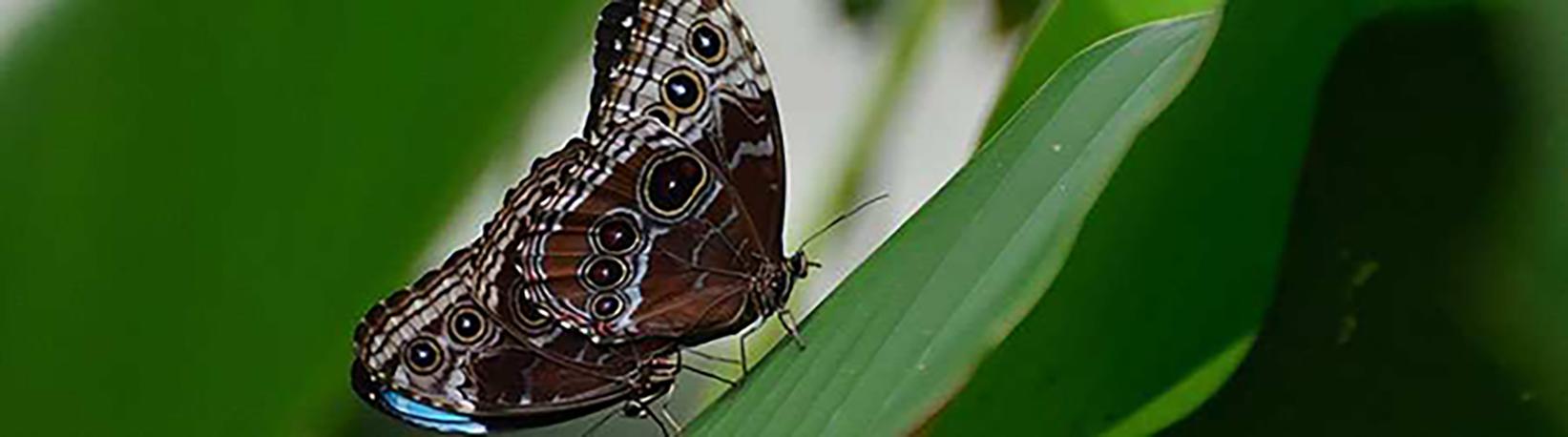 Caño Island & Drake Bay Butterfly Garden Combo Tour 5
