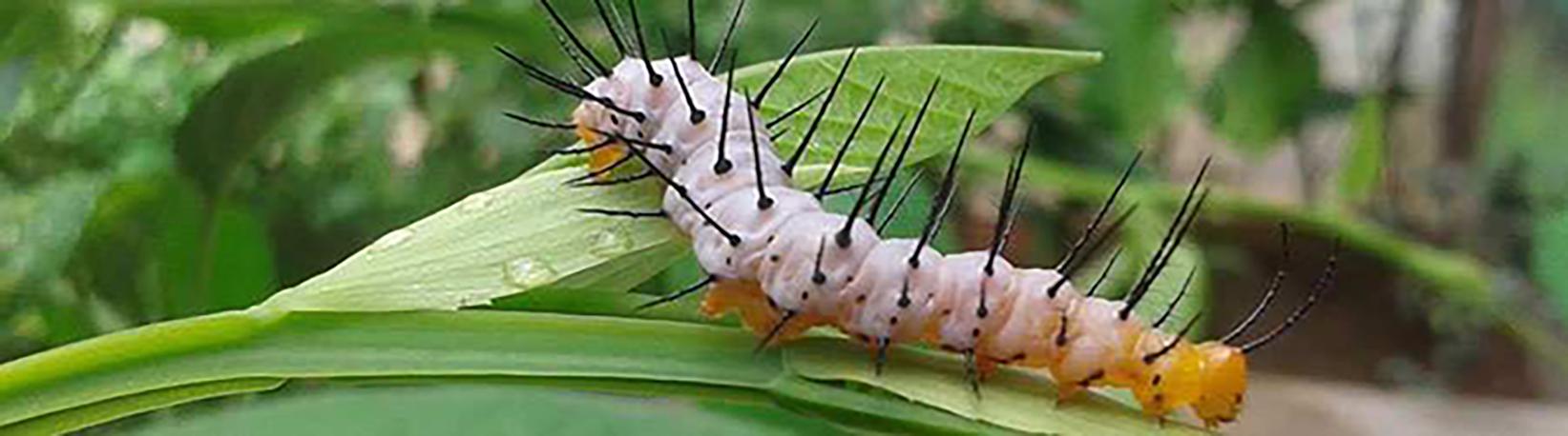 Caño Island & Drake Bay Butterfly Garden Combo Tour 6