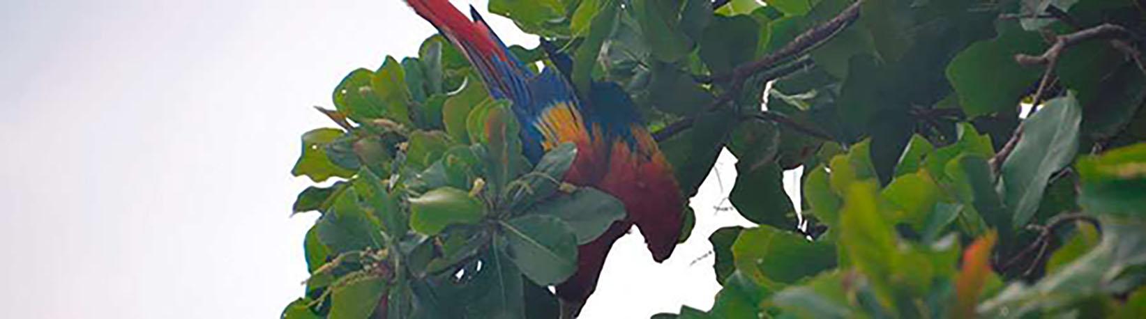 Corcovado National Park Tour 1