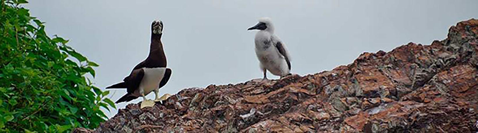 Corcovado National Park Tour 3