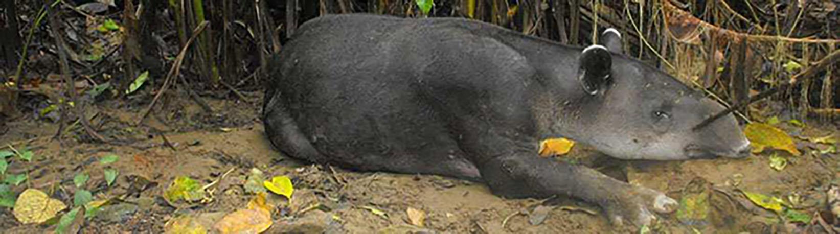 Corcovado National Park Tour 6