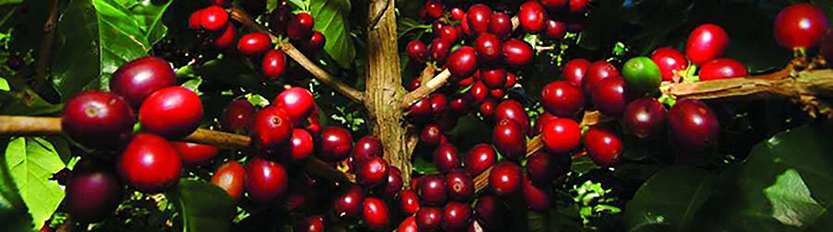 Costa Rica Coffee Tour Tour 1