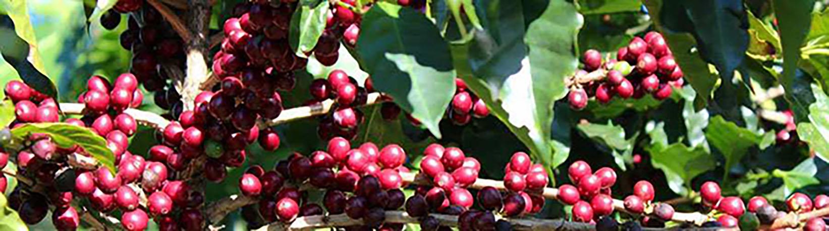 Costa Rica Coffee Tour Tour 3