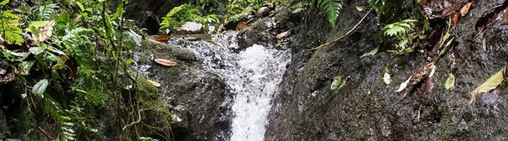 El Burrito Mountain & Waterfall Trail + Children’s Eternal Rainforest Hike Tour 2