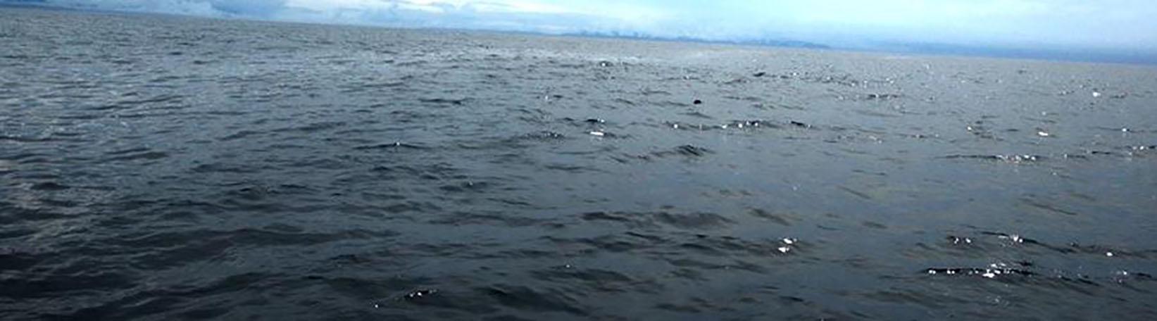 33´ Private Sport Fishing Charter 4