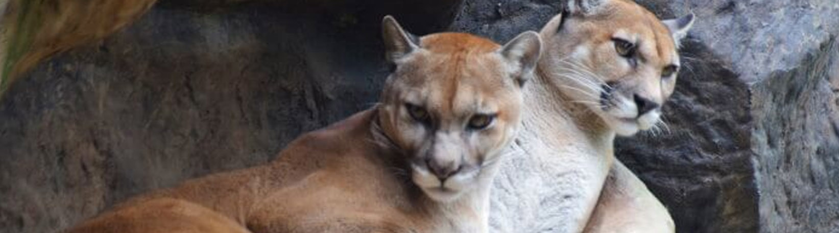 La Paz Waterfall Gardens from La Fortuna Tour 7