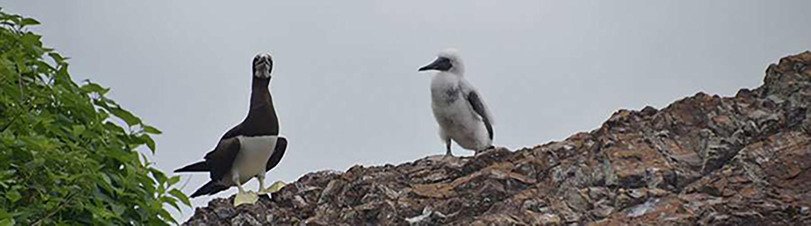 Marino Ballena Whale Watching & Wild Dolphin Combo Tour 8