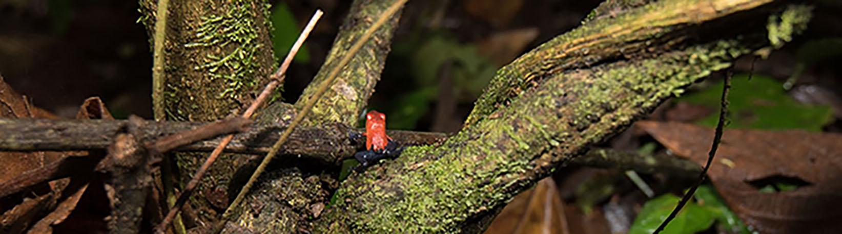 Night Jungle Walk Tour at Danaus Eco Center Tour 3