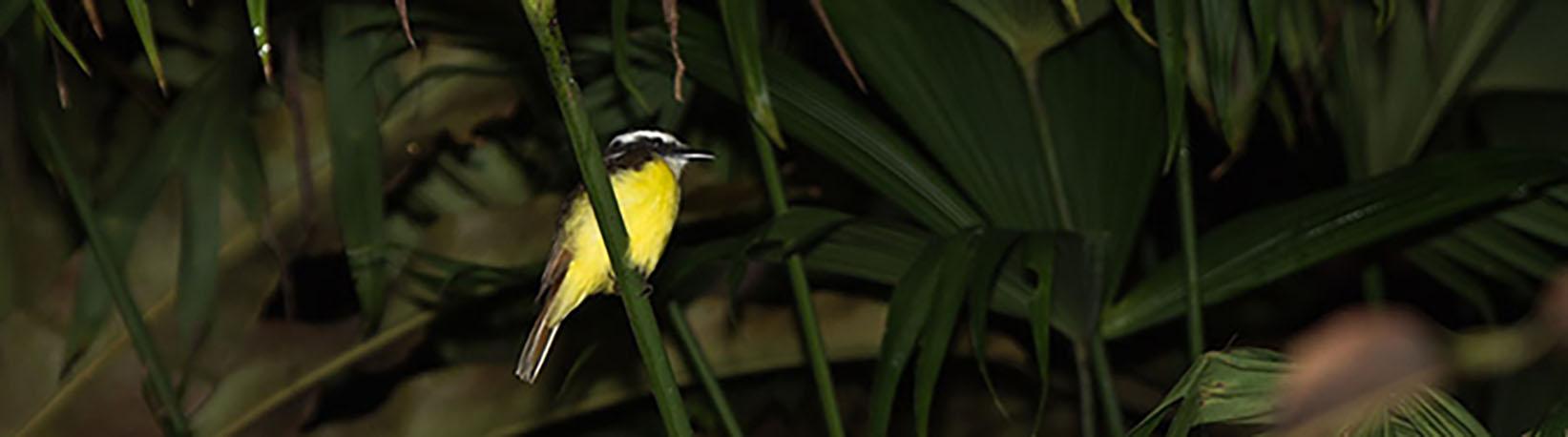 Night Jungle Walk Tour at Danaus Eco Center Tour 4