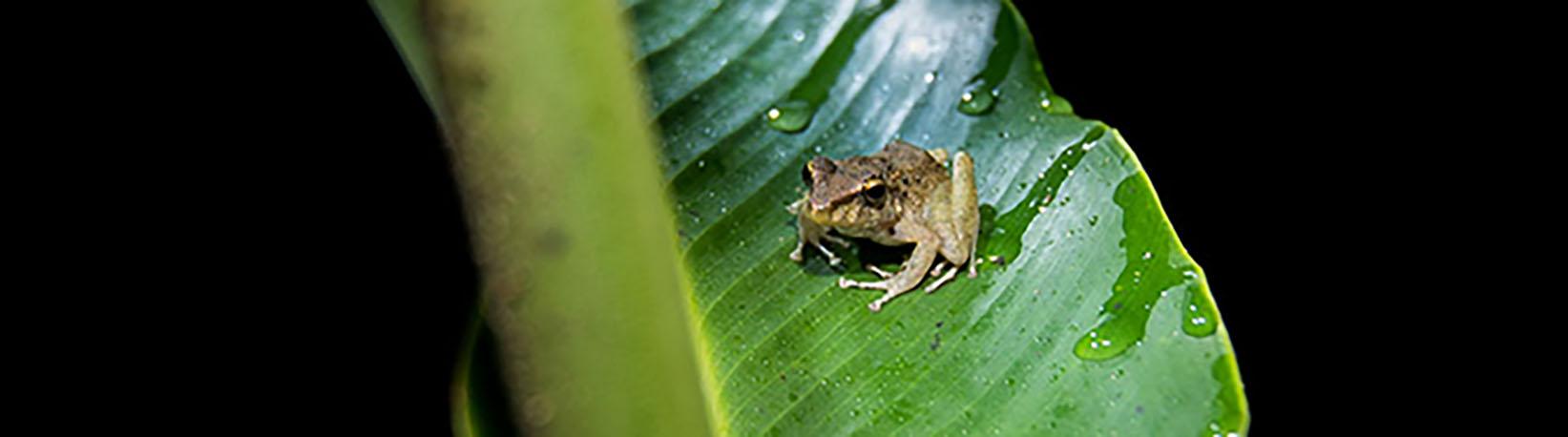 Night Jungle Walk Tour at Danaus Eco Center Tour 5