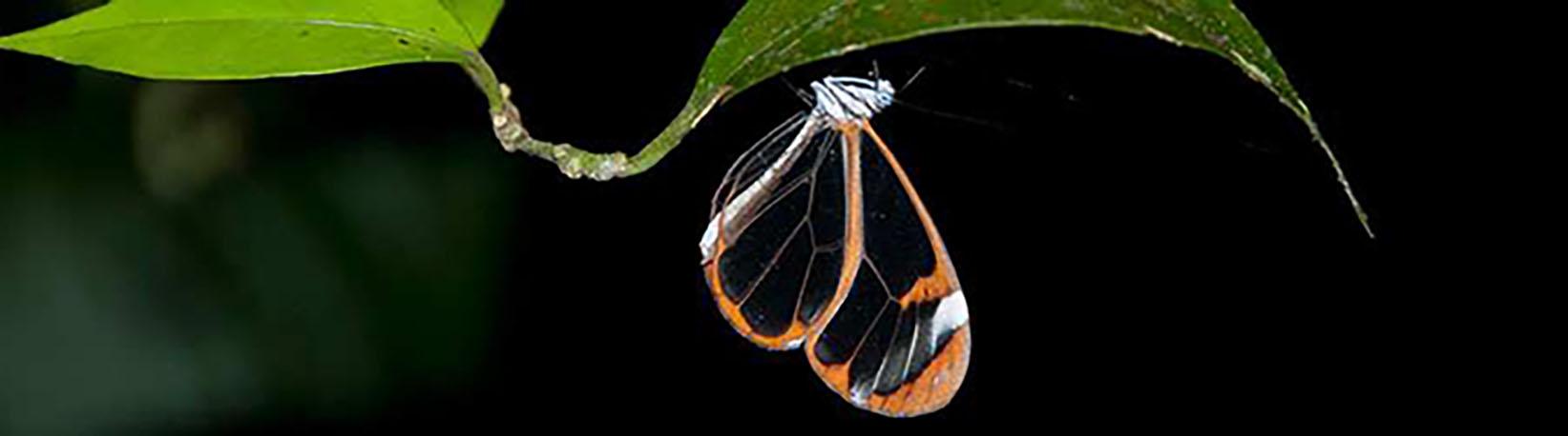 Night Jungle Walk Tour at Danaus Eco Center Tour 6