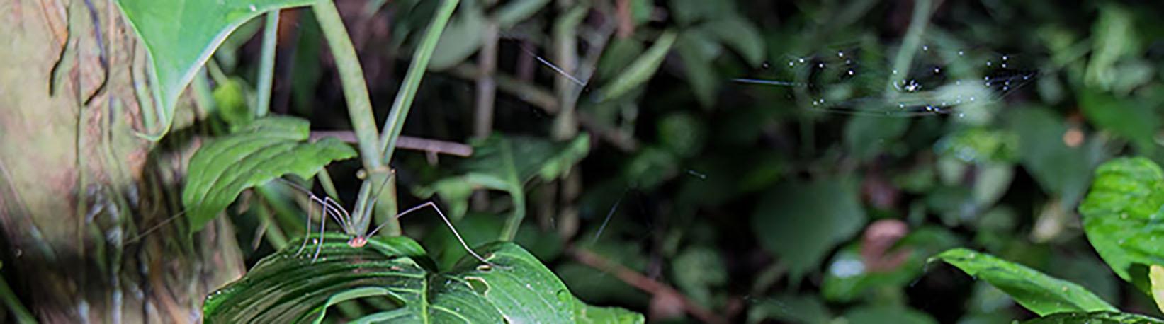 Night Jungle Walk Tour at Danaus Eco Center Tour 8