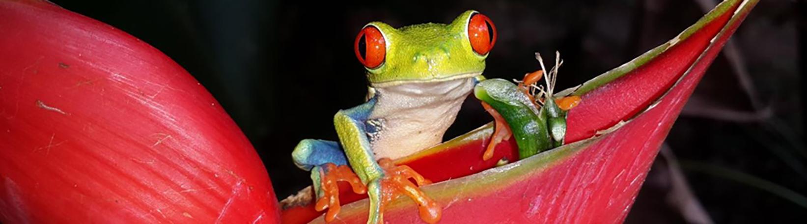 Peñas Blancas Nocturnal Safari Costa Rica Tour 4
