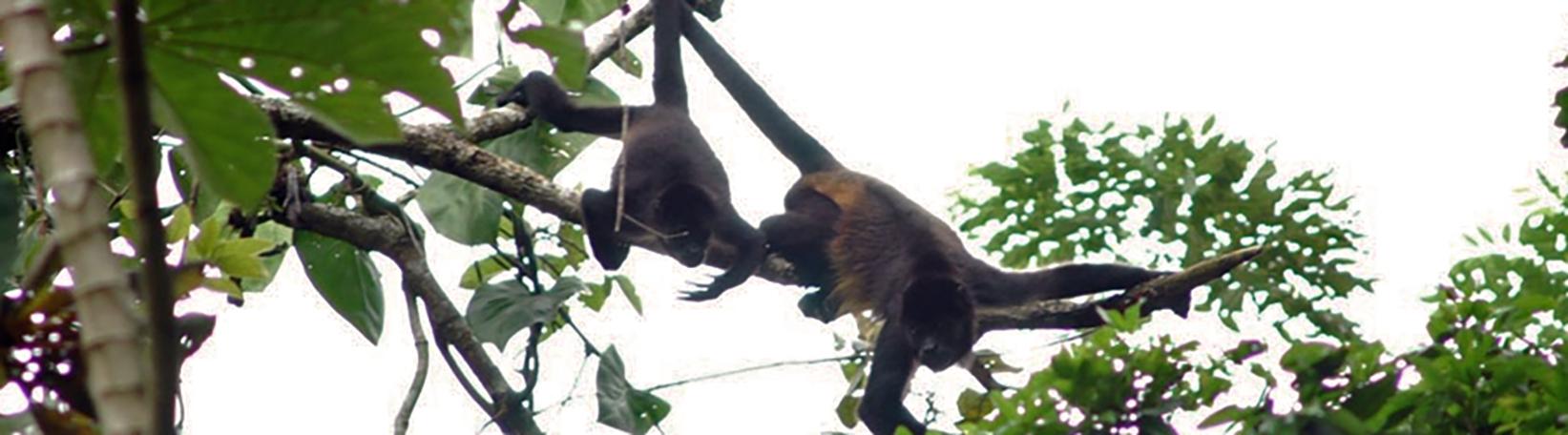 Peñas Blancas Nocturnal Safari Costa Rica Tour 5