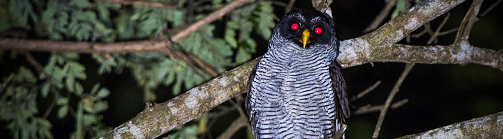 Peñas Blancas Nocturnal Safari Costa Rica Tour 6