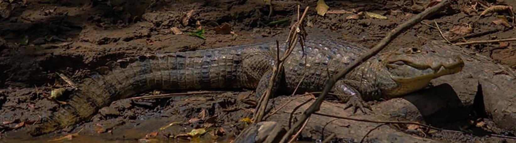 Peñas Blancas Nocturnal Safari Costa Rica Tour 7