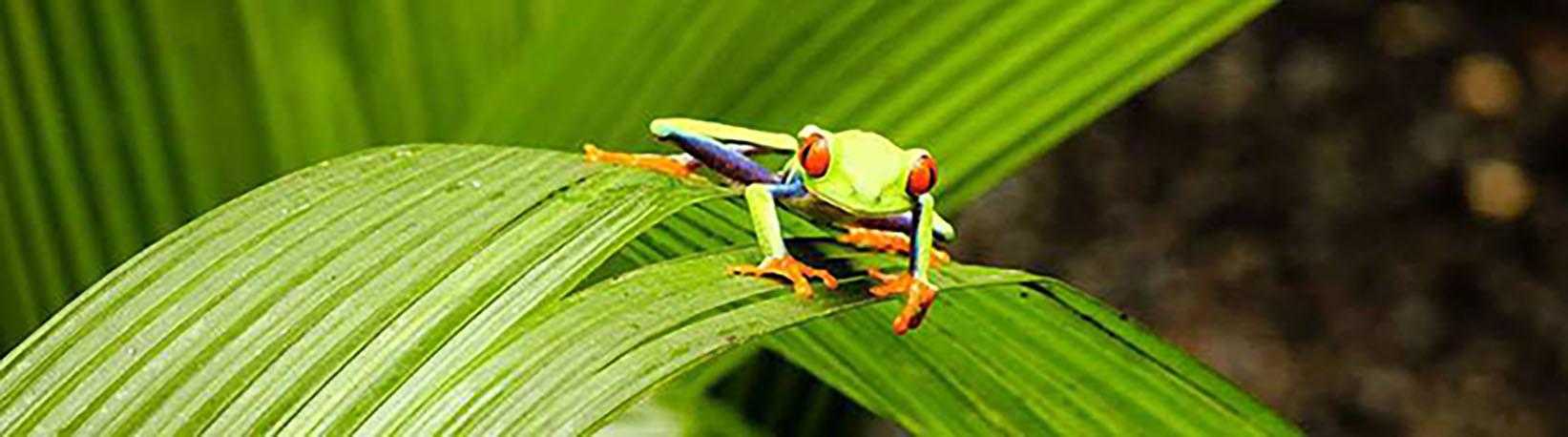 Poas Volcano & La Paz Waterfall Gardens Tour 2