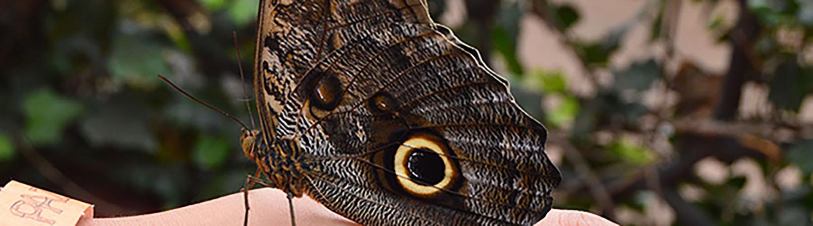 Poas Volcano & La Paz Waterfall Gardens Tour 5