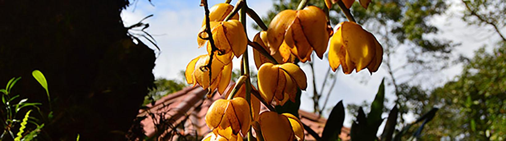 Poas Volcano & La Paz Waterfall Gardens Tour 8