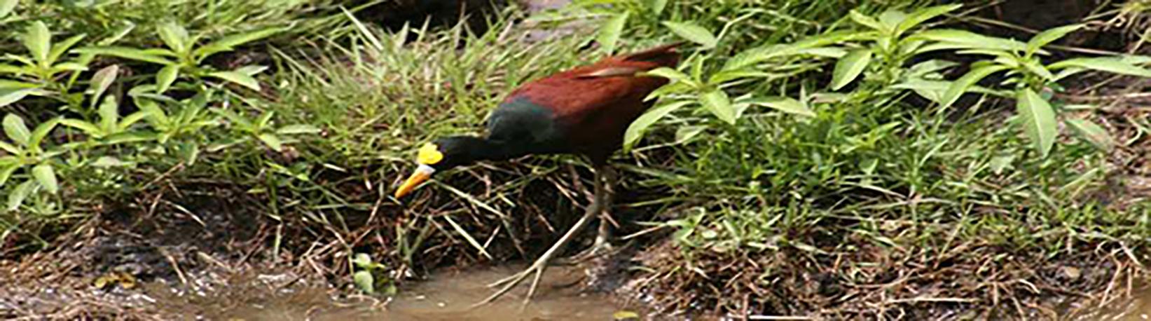 Pontoon Caño Negro Boat Tour Tour 4