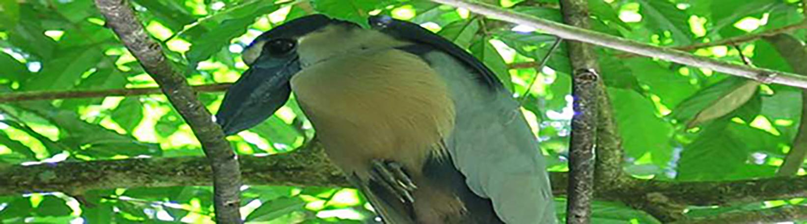 Pontoon Caño Negro Boat Tour Tour 5