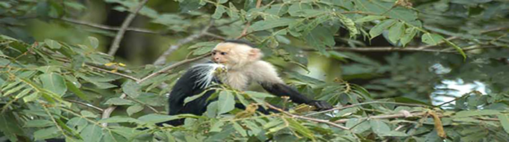 Pontoon Caño Negro Boat Tour Tour 6